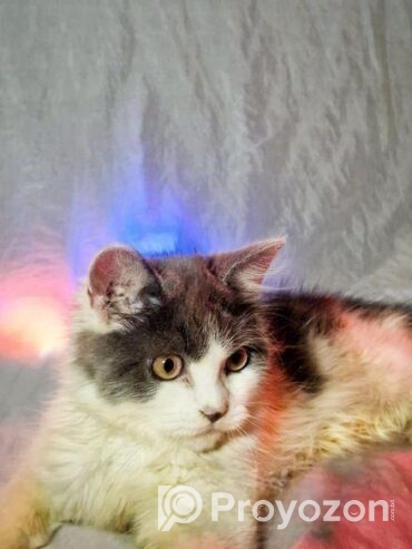 Persian Male Calico