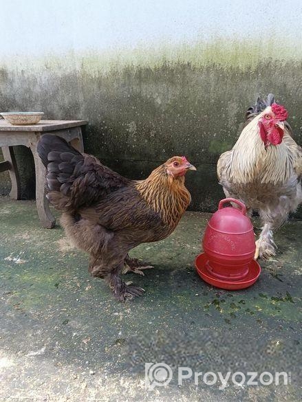 ব্রাহমা মুরগি