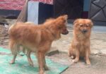 Dog For Sell