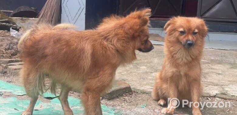 Dog For Sell