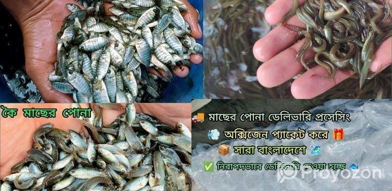 দেশি মাছের পোনা বিক্রি সারা বাংলাদেশে