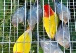 লুটিনো রেড হেড অপালাইন