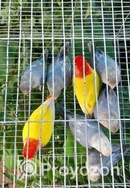 লুটিনো রেড হেড অপালাইন