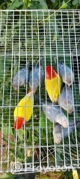 লুটিনো রেড হেড অপালাইন