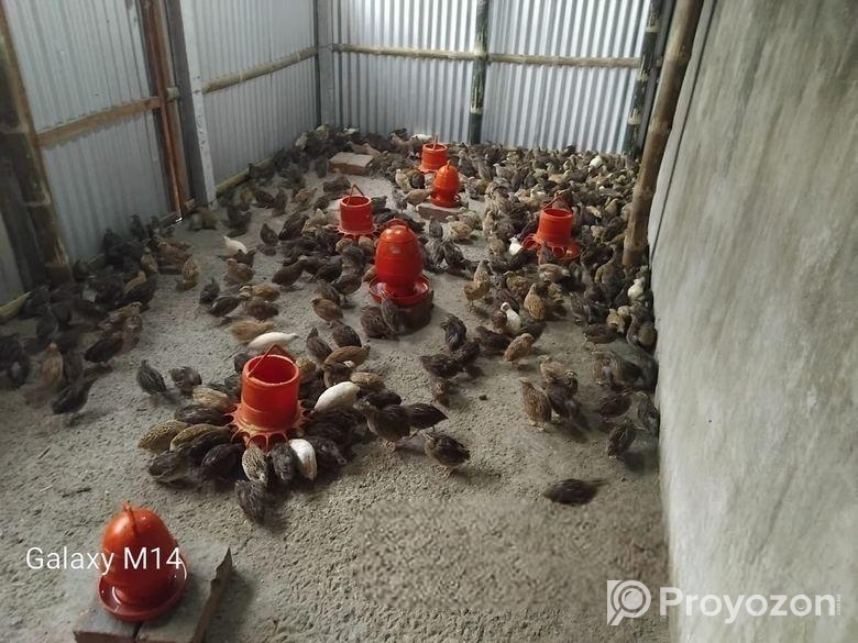 কোয়েল পাখি