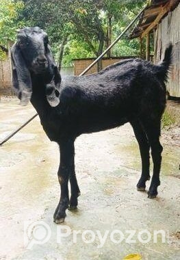 খাসির বাচ্চা