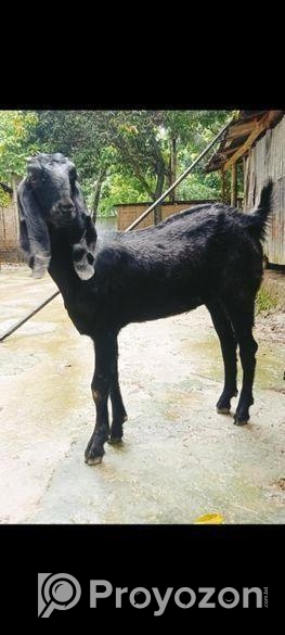 খাসির বাচ্চা