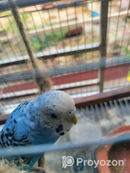 বাজরিকার পাখি