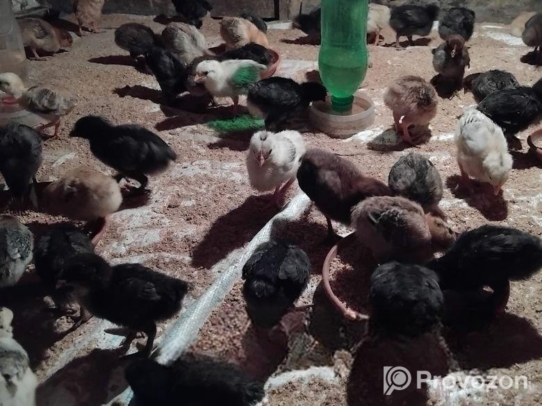 দশ দিনের মুরগির বাচ্চা বিক্রয় হবে।