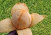 হিমসাগর