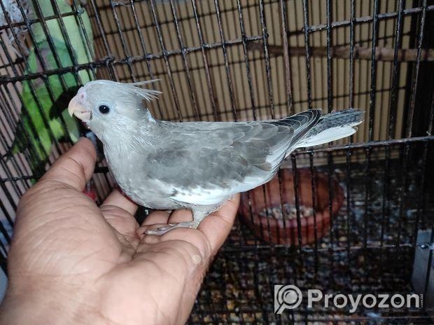 Cocktail Baby Sell Post