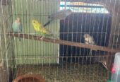 Budgie bird