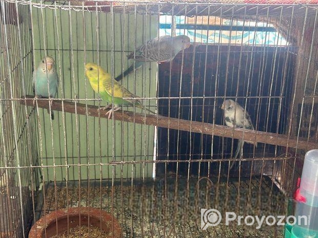 Budgie bird