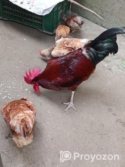 ১টি টাইগার মোরগ বিক্রি করা হবে