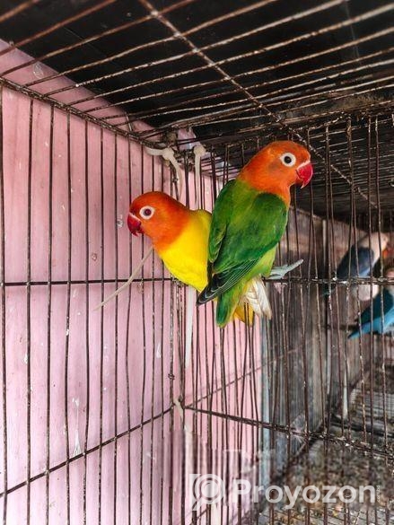 লাভ বার্ড বিক্রি হবে