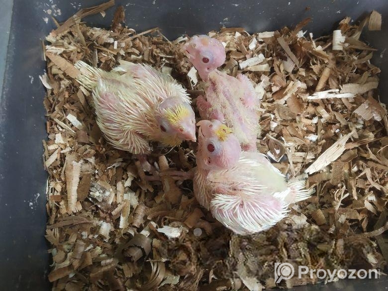 কবুতর হোল্ডার বিক্রি হবে