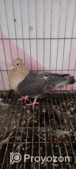 সোয়া চন্দন কবুতর