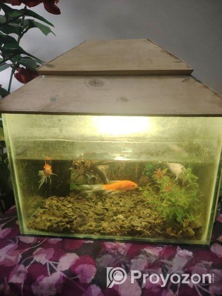 অ্যাকুরিয়াম