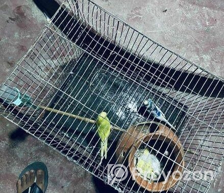 ফুল সেটআপসহ পাখি