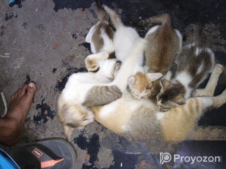 ছোট বিড়ালের বাচ্চা