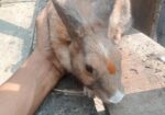 খরগোশ