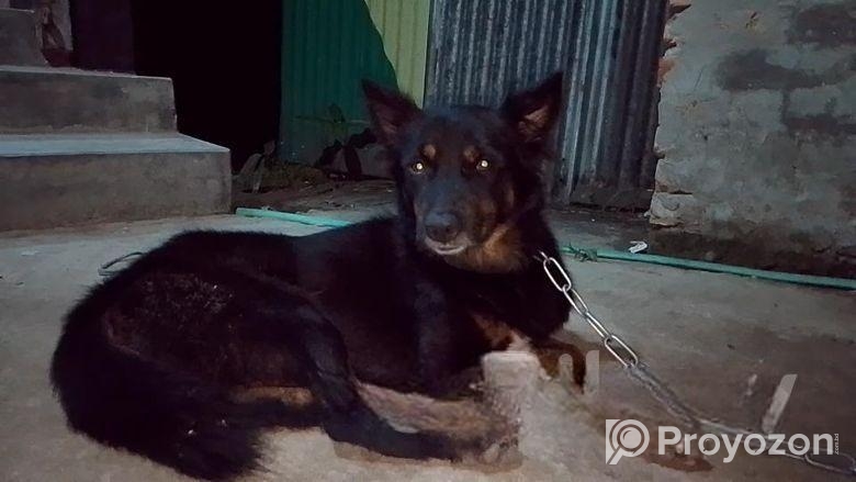 জার্মান সেপার্ড