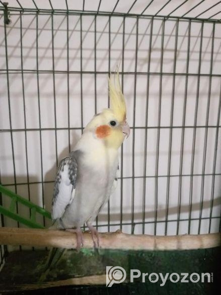 ককাটেল রানিং জুরা