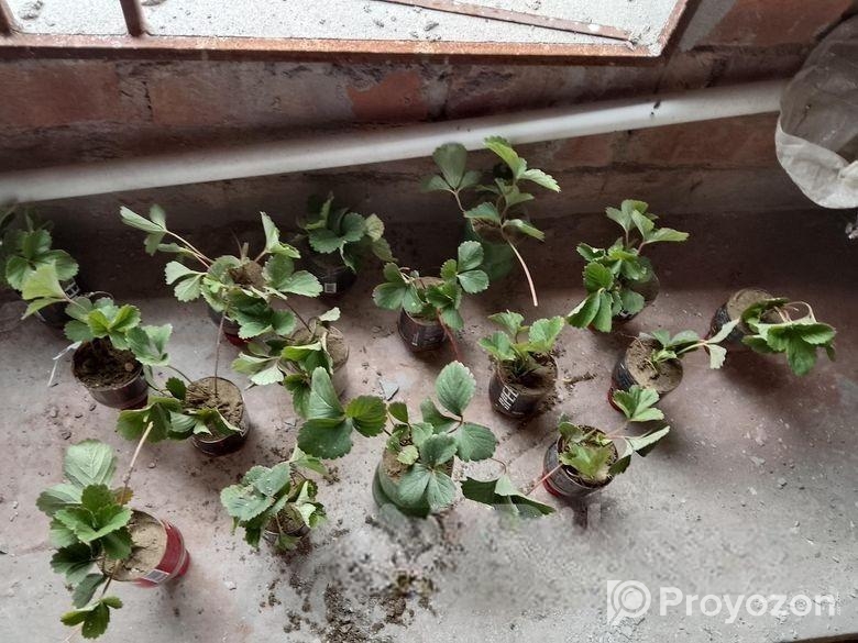 স্ট্রবেরি চারা