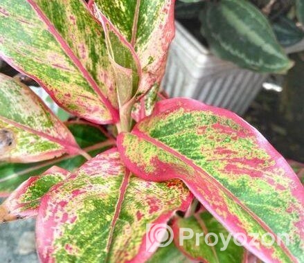 কেকটাস,পাতাবাহার,ইনডোর প্ল্যান্ট পাওয়া যায়