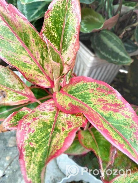 কেকটাস,পাতাবাহার,ইনডোর প্ল্যান্ট পাওয়া যায়