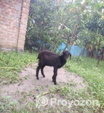 খাশি বিক্রি হবে