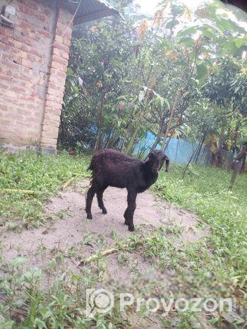 খাশি বিক্রি হবে