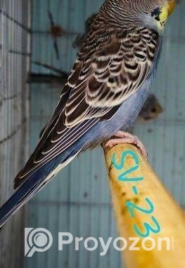 Split to BlackFace SF Anthracite Male