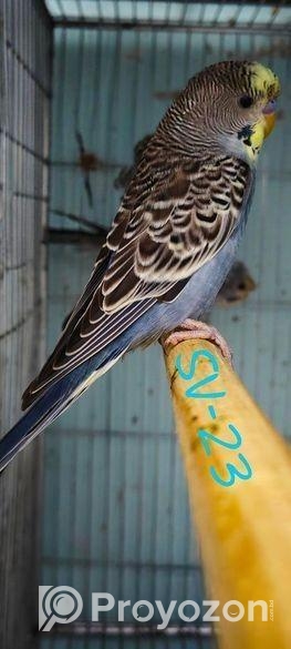 Split to BlackFace SF Anthracite Male