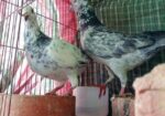 গিরিজাল কবুতর
