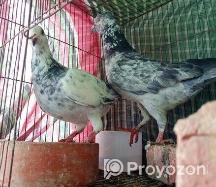 গিরিজাল কবুতর