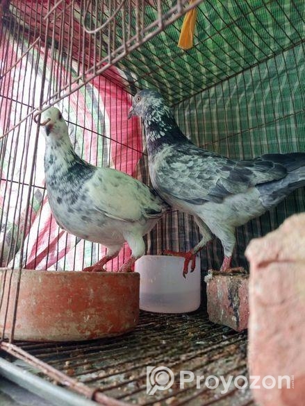 গিরিজাল কবুতর