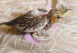 Cockatiel / কোকাটেল