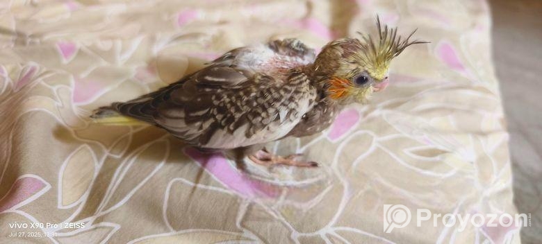 Cockatiel / কোকাটেল