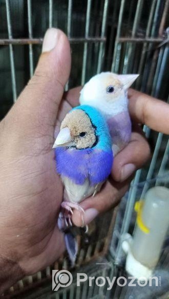 গোল্ডিয়ান ফিঞ্চ