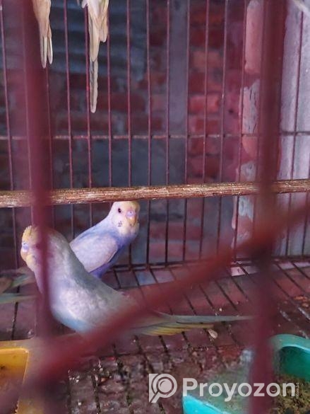 রেইনবো বাজিগার পাখি হাত-পাতল করা হবে