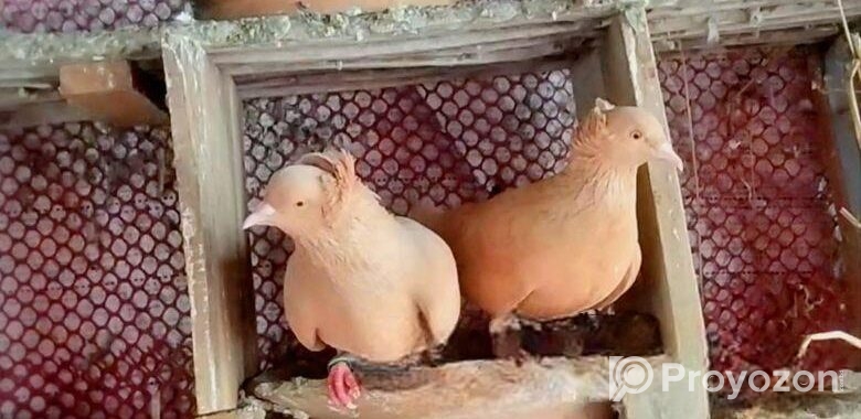 ফুল রানিং রেড বোম্বাই কবুতর (পিওর ব্রীড)