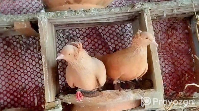 ফুল রানিং রেড বোম্বাই কবুতর (পিওর ব্রীড)