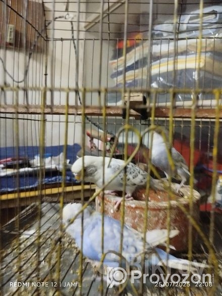 বাজিগর পাখি বিক্রি হবে ।