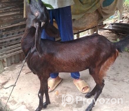 ছাগল বিক্রি করা হবে