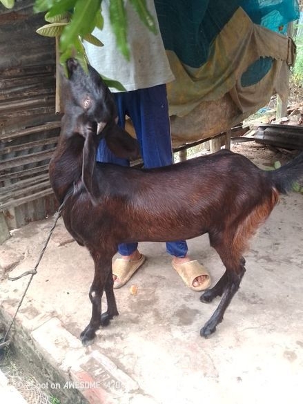 ছাগল বিক্রি করা হবে