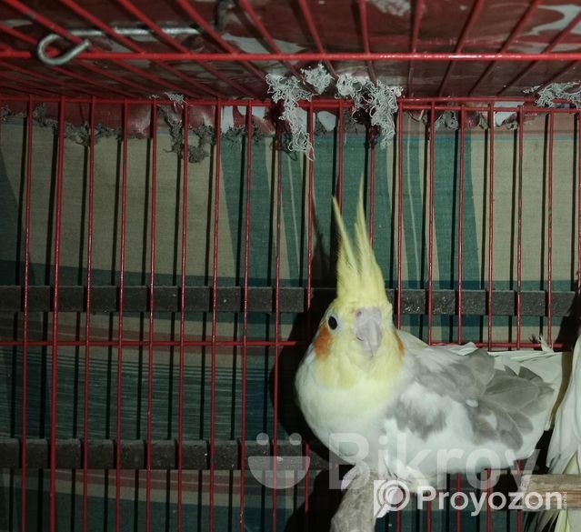 ককাটেল মেল সেল হবে