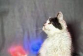 Persian Male Calico