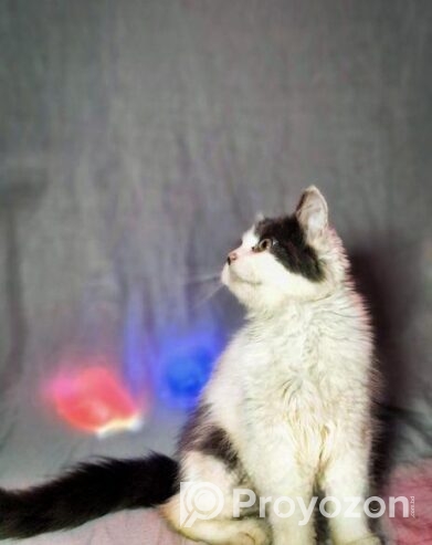 Persian Male Calico
