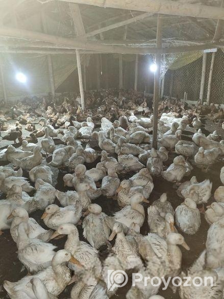 পিকিংস্টার ১৩ পিস হাস